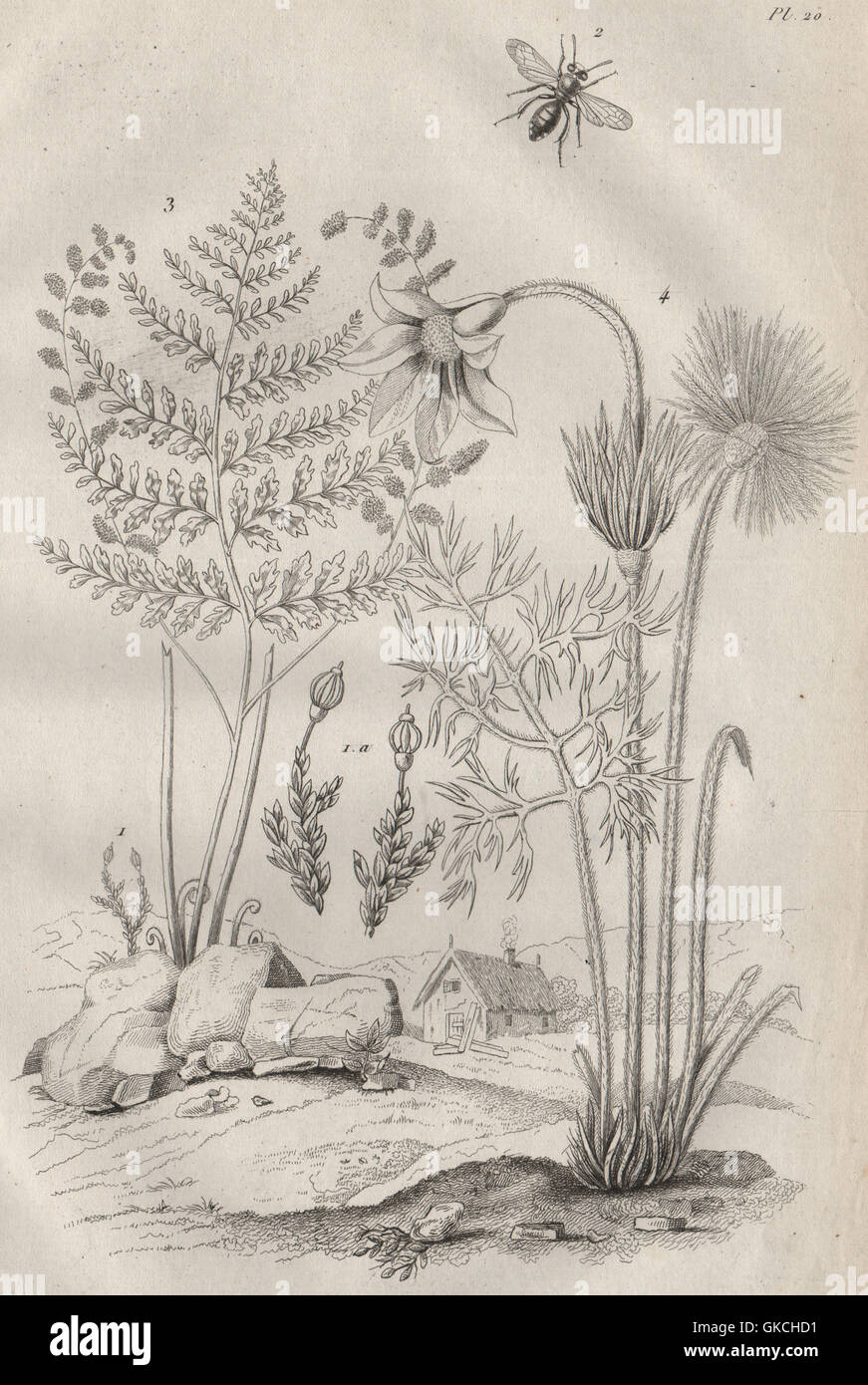 PLANTS: Andrée. Andrena bee. Anemia fern. Anemone, antique print 1834 Stock Photo
