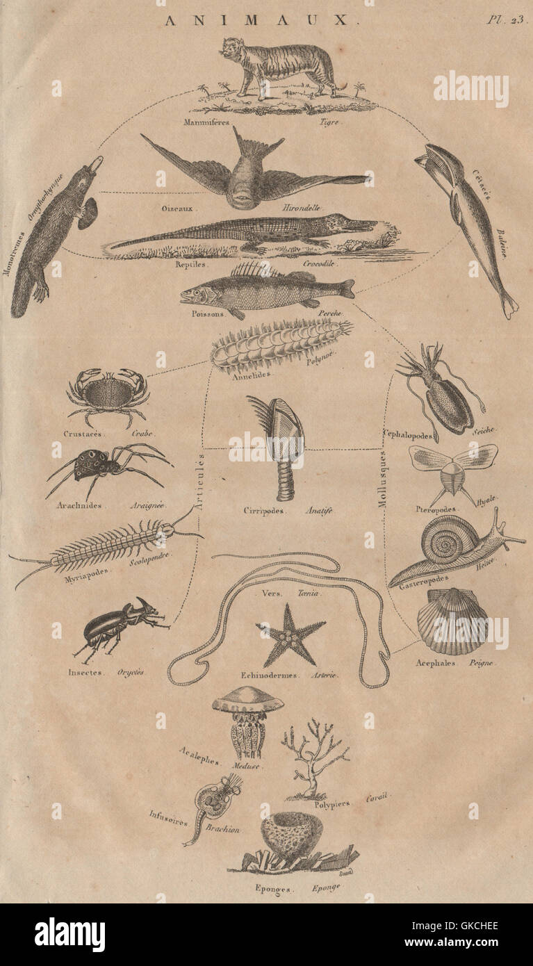 THE ANIMAL KINGDOM: Animaux. Orders. Classification., antique print 1834 Stock Photo