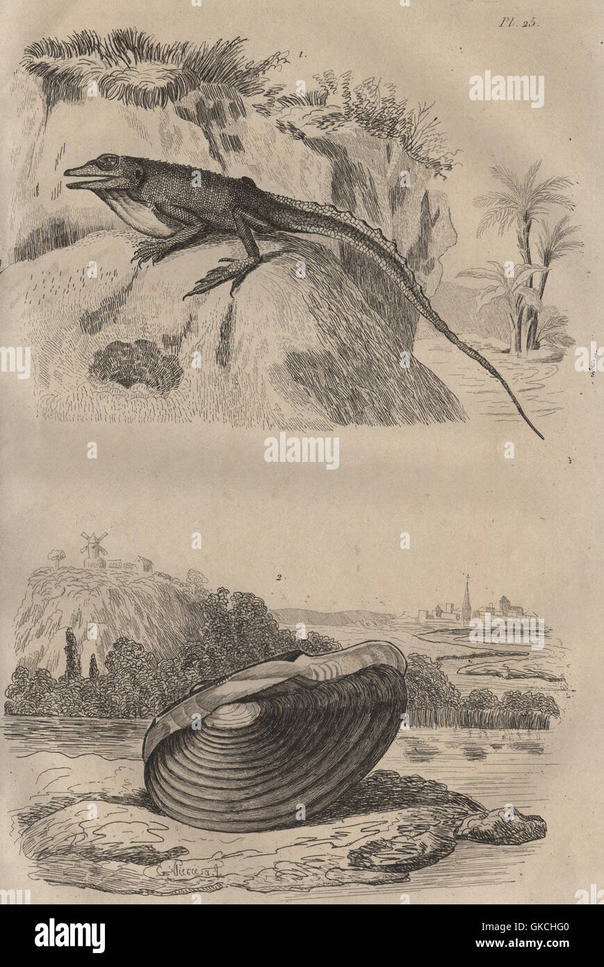 Anolis lizard. Anodonta mussel, antique print 1834 Stock Photo
