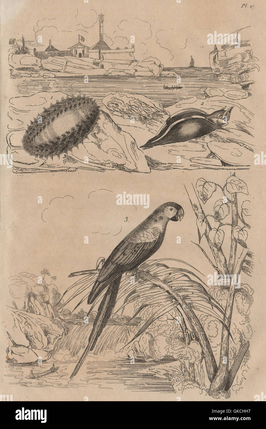 Aphrodite Sea Mouse. Aplysie (Aplysia) Sea slug. Ara (Scarlet Macaw), 1834 Stock Photo