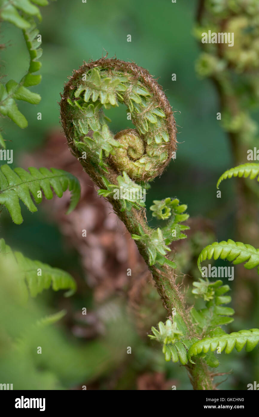 The unfurling frond of a male fern, Dryopteris filix-mas, in spring woodland, May Stock Photo