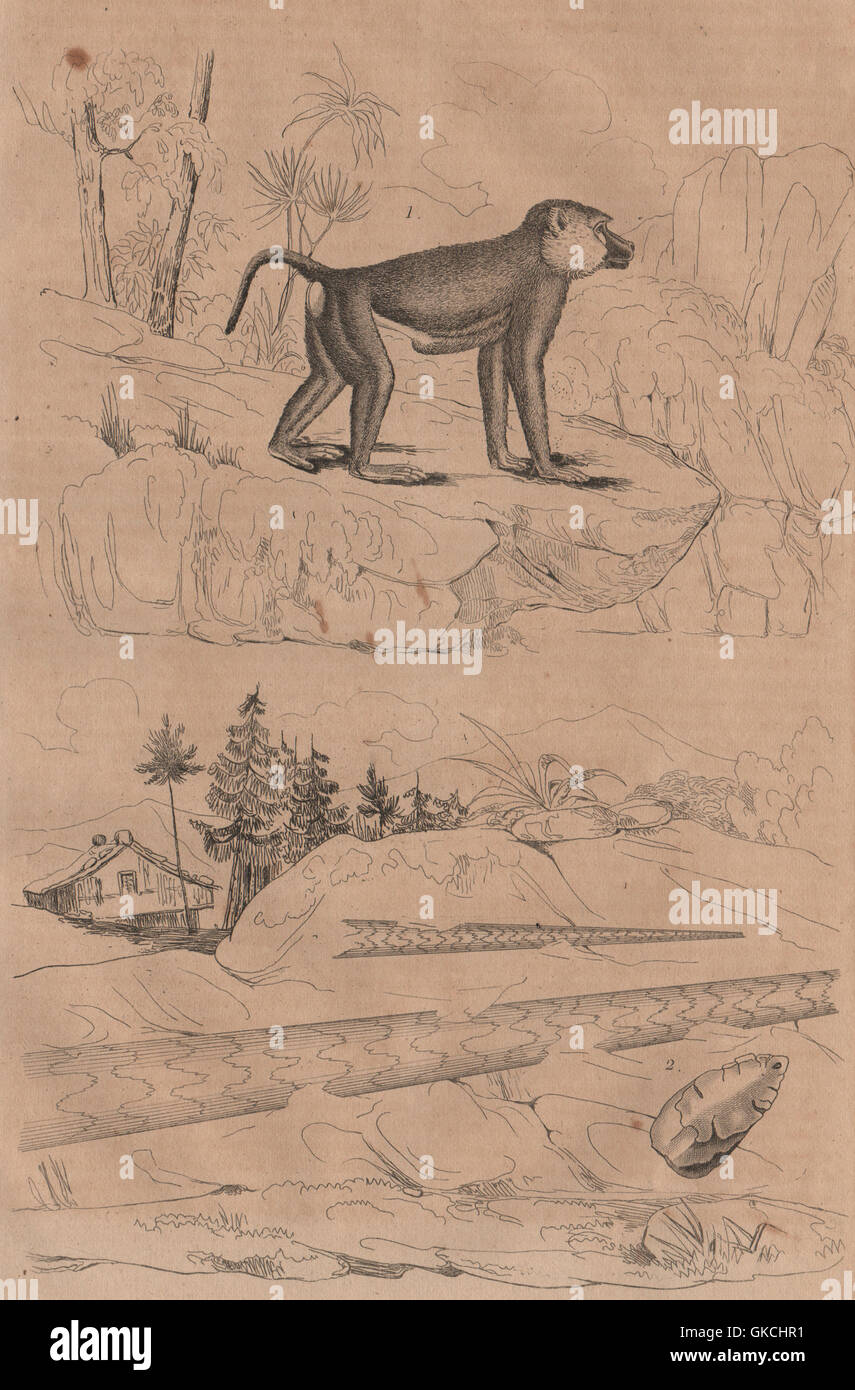 Primates Babouin Baboon Bacculite Baculite Antique Print 14 Stock Photo Alamy