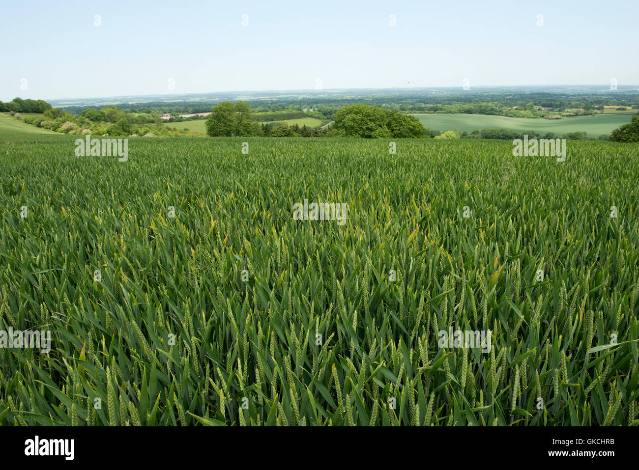 A mild focus of barley yellow dwarf virus, BYDV, infection in a winter wheat crop at flag leaf stage Stock Photo