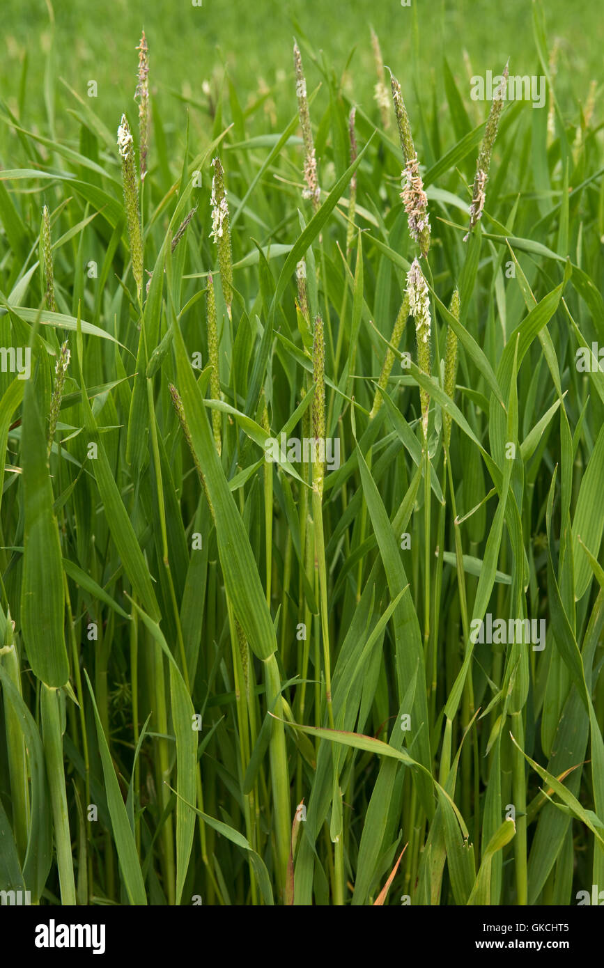 Blackgrass, Alopecurus myosuroides, flowering in a weak oats crop, June Stock Photo