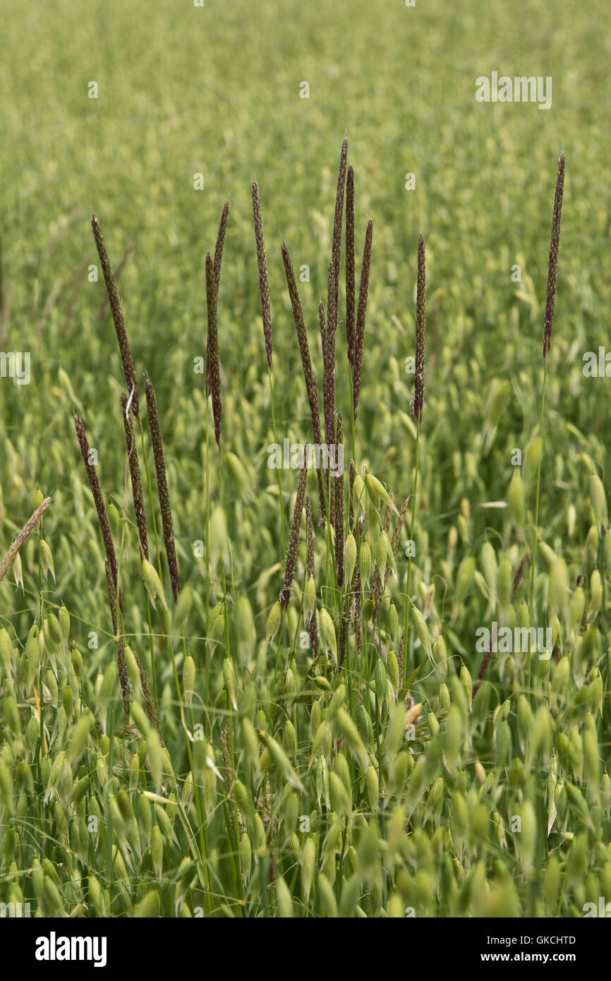 Blackgrass, Alopecurus myosuroides, seeding in a weak oats crop in ear, June Stock Photo