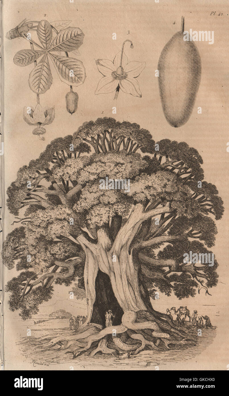 TREES: Baobab, antique print 1834 Stock Photo