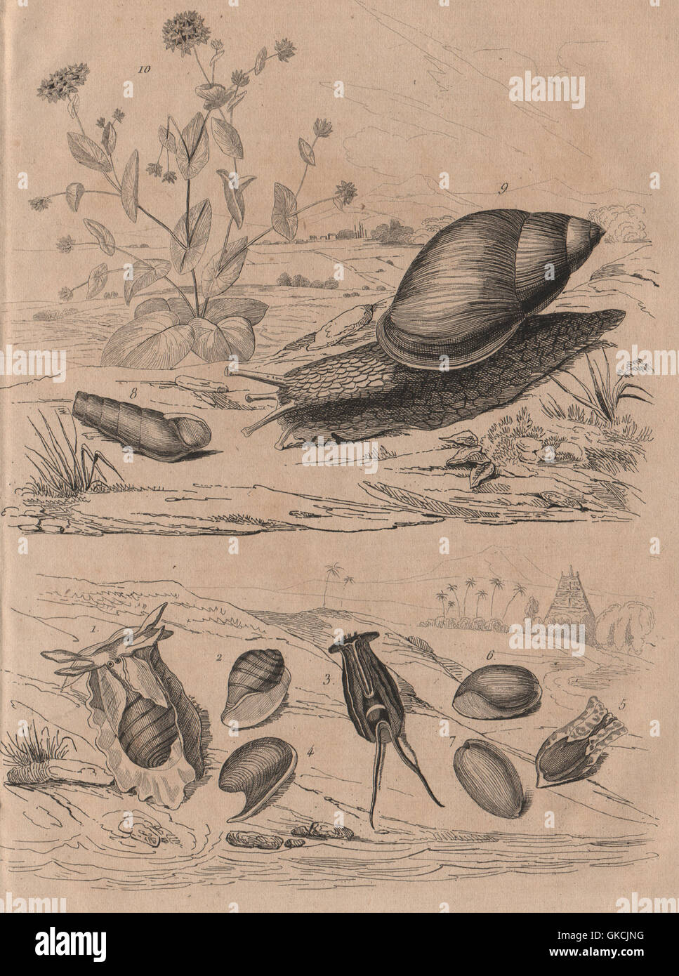 Bulle molluscs. Rumina decollata (decollate snail). Bupleurum, old print 1834 Stock Photo