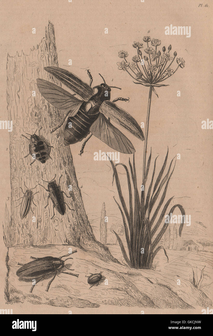 Buprestidae (Jewel beetles). Butomus (Grass rush). Byrrhidae (Pill Beetle), 1834 Stock Photo