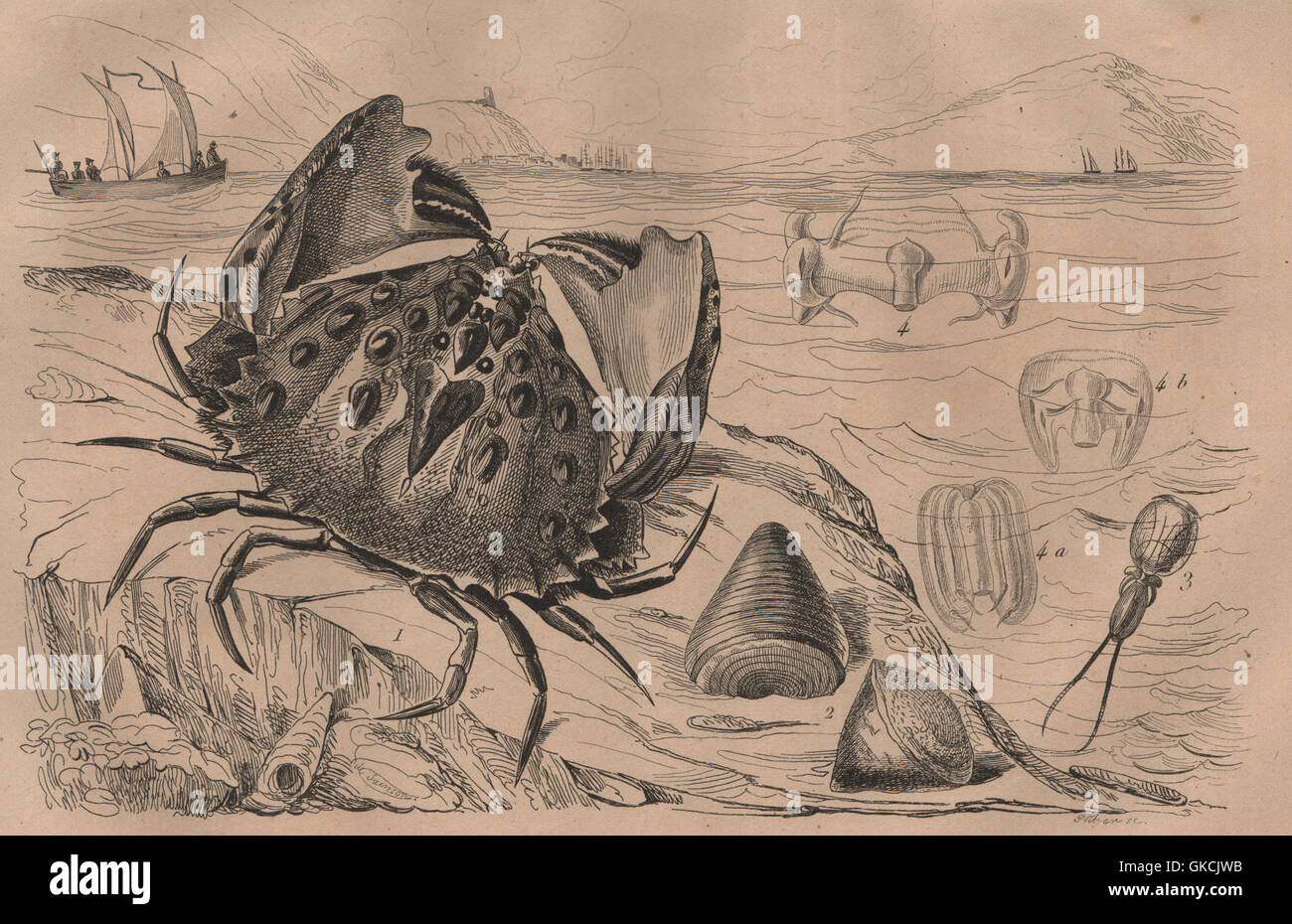 Calappa (box/shame-faced crab). Calceola coral. Calige. Callianira jellies, 1834 Stock Photo