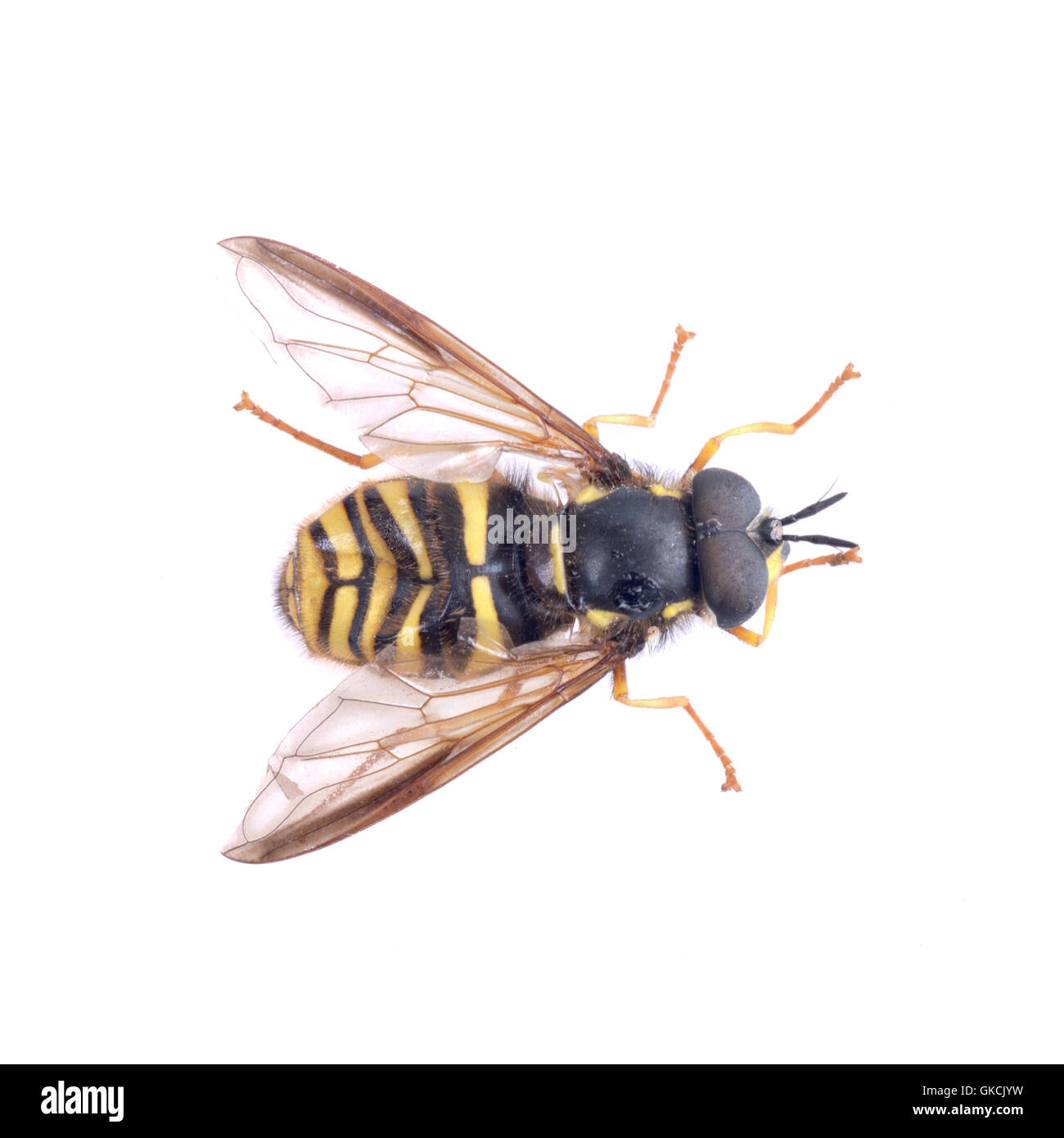 Black yellow striped fly isolated on a white background Stock Photo - Alamy