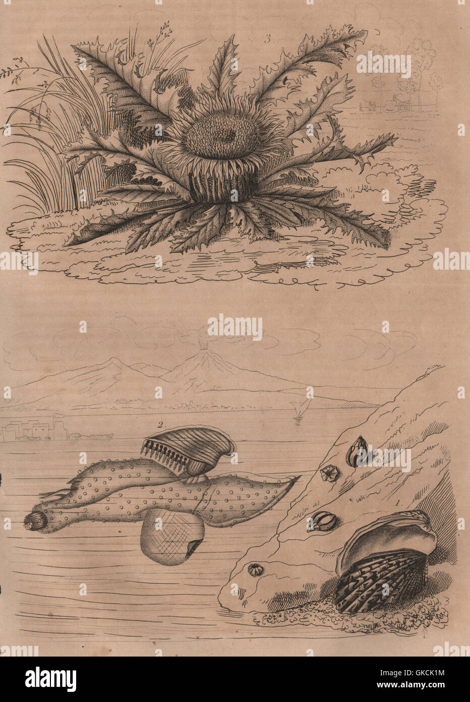 Carditis.Carinaria/Floating sea snail. Carline Thistle Carlina acanthifolia 1834 Stock Photo