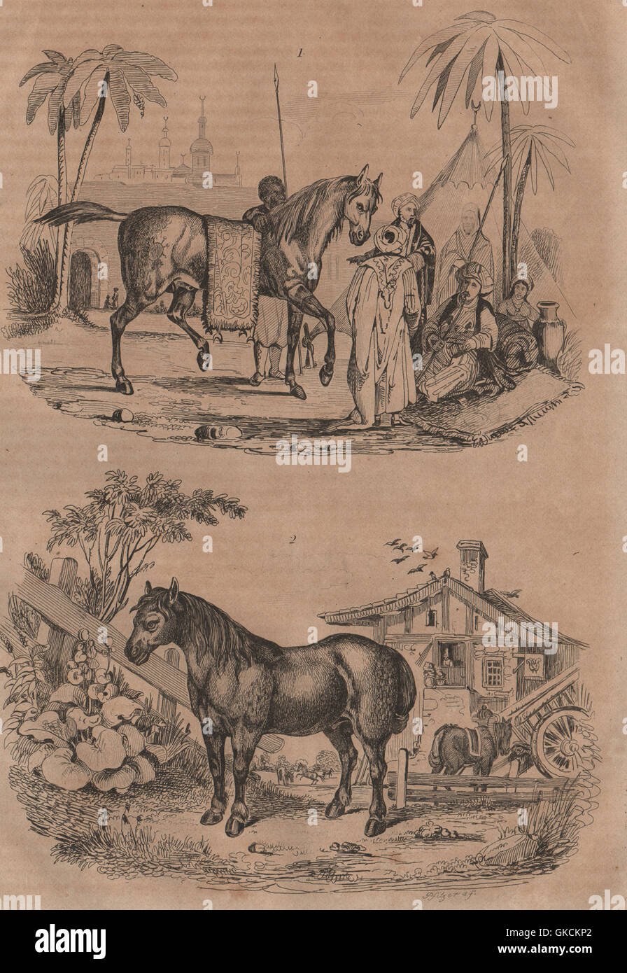 HORSES: Cheval Arabe (Arabian Horse). Cheval Trait (cart horse), print 1834 Stock Photo