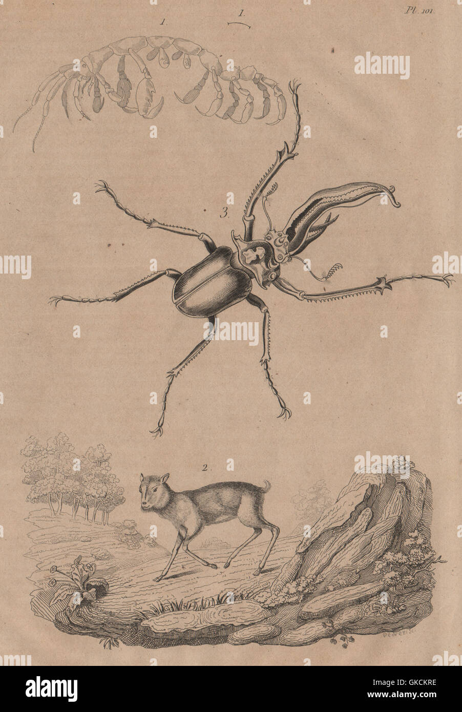 Capralla phasma (skeleton shrimp). Mouse Deer. Chiasognathus (stag beetle), 1834 Stock Photo