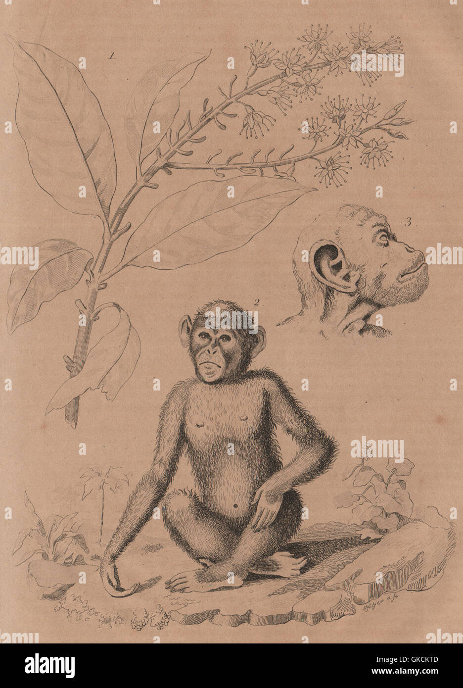 Chigommier (Combretum Glutinosum). Chimpansé (Chimpanzee), antique print 1834 Stock Photo