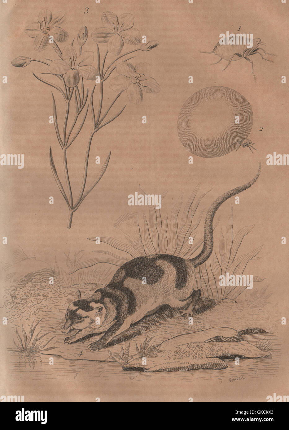 Chique (chigoe flea). Chironia. Chironecte (Water Opposum), antique print 1834 Stock Photo