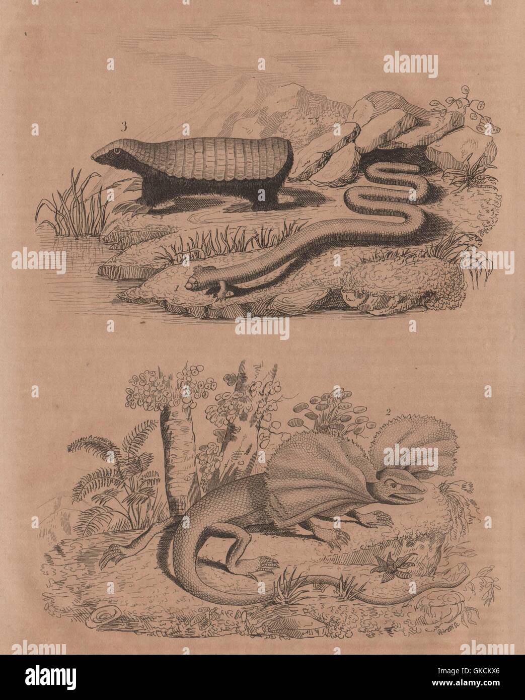 Bipes (ajolotes). Frill Necked Lizard. Chlamyphorus (Pink Fairy Armadillo), 1834 Stock Photo