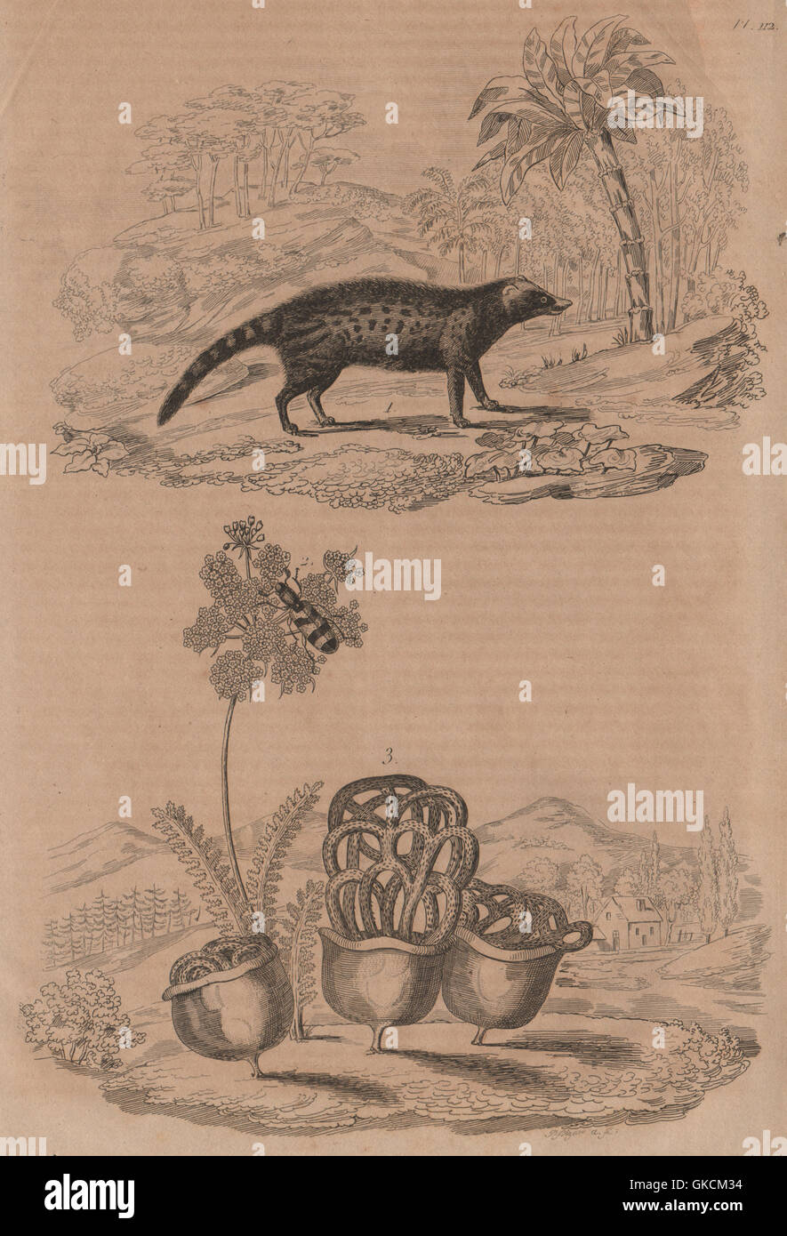 Civette (Civet). Clairon (Trichodes apiarius). Clathrus ruber fungus, 1834 Stock Photo