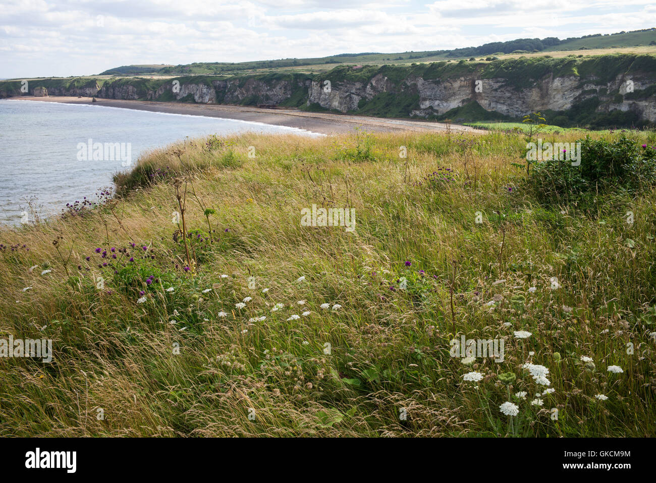 Wild flowers and grasses on the cliff edge of Nose's Point, looking south towards Blast Beach, Dawdon, Seaham, County Durham, UK Stock Photo