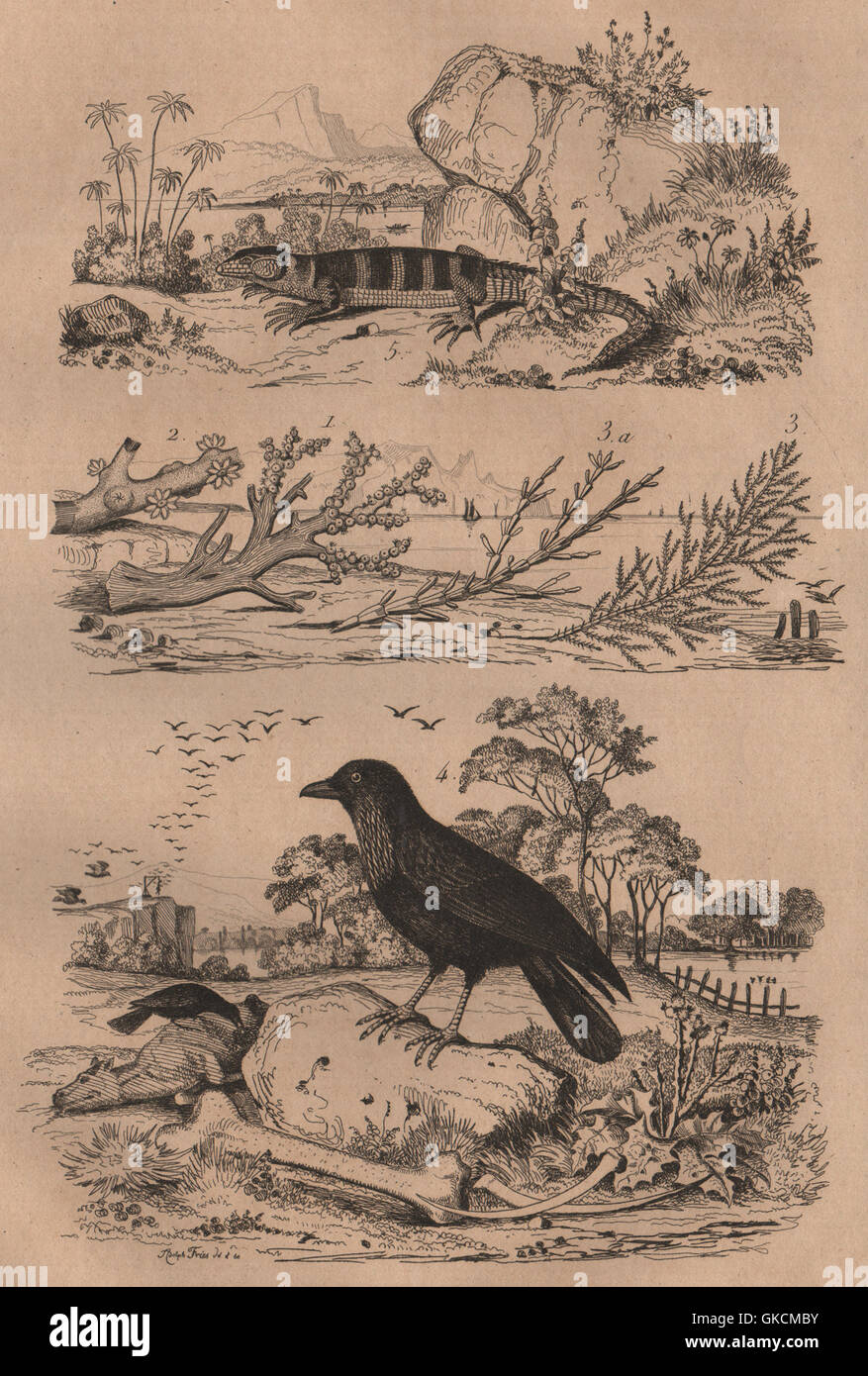 Coral. Coralline algae. Corbeau (Raven). Cordyle (Armadillo girdled lizard) 1834 Stock Photo