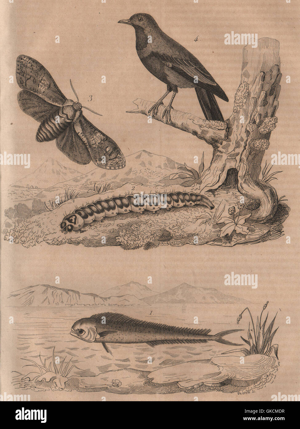 ANIMALS: Coryphaena Dolphinfish). Cossus (Goat moth). Blue Cotinga, print 1834 Stock Photo