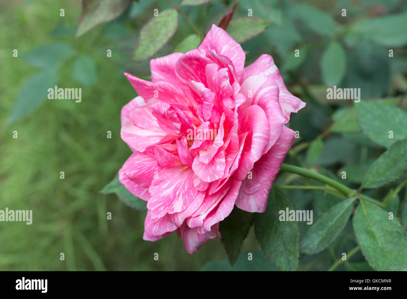 English Rose Closeup Look Stock Photo Alamy