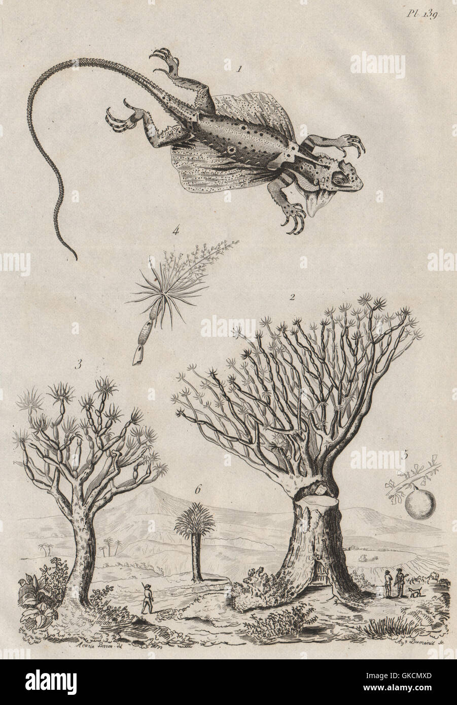 Draco Volcans (Flying Dragon). Dragonier (Dragon Tree/Drago), old print 1834 Stock Photo