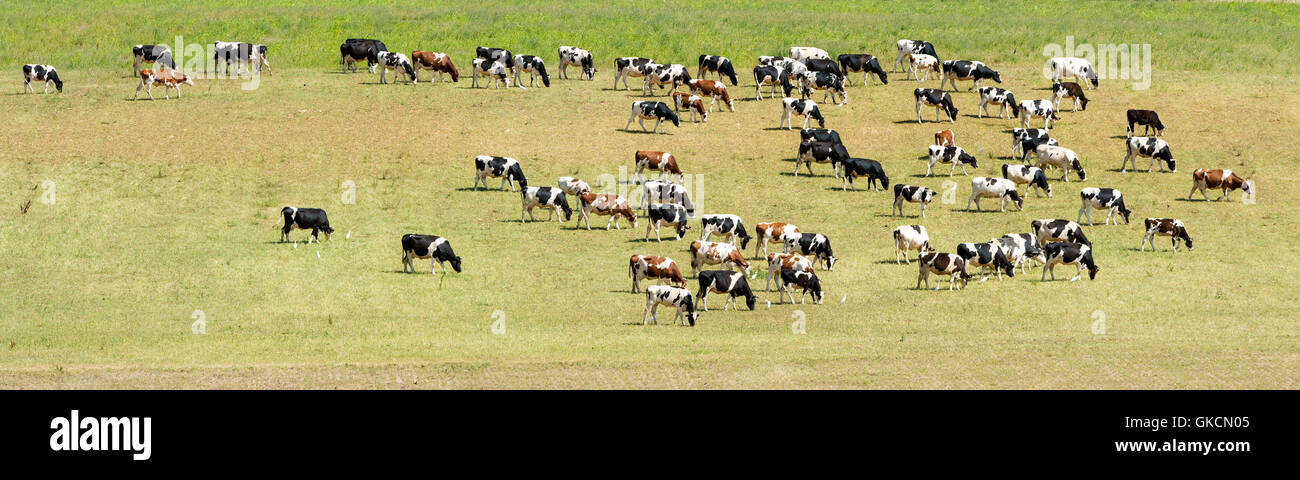herd of cow grazing in a green meadow Stock Photo - Alamy