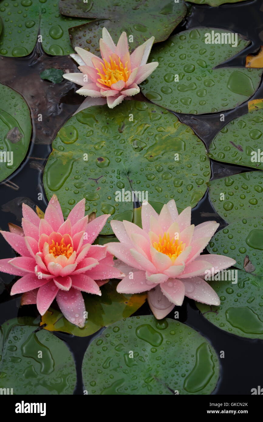 Three water lilies close up  Nymphaeaceae Nymphaea Stock Photo