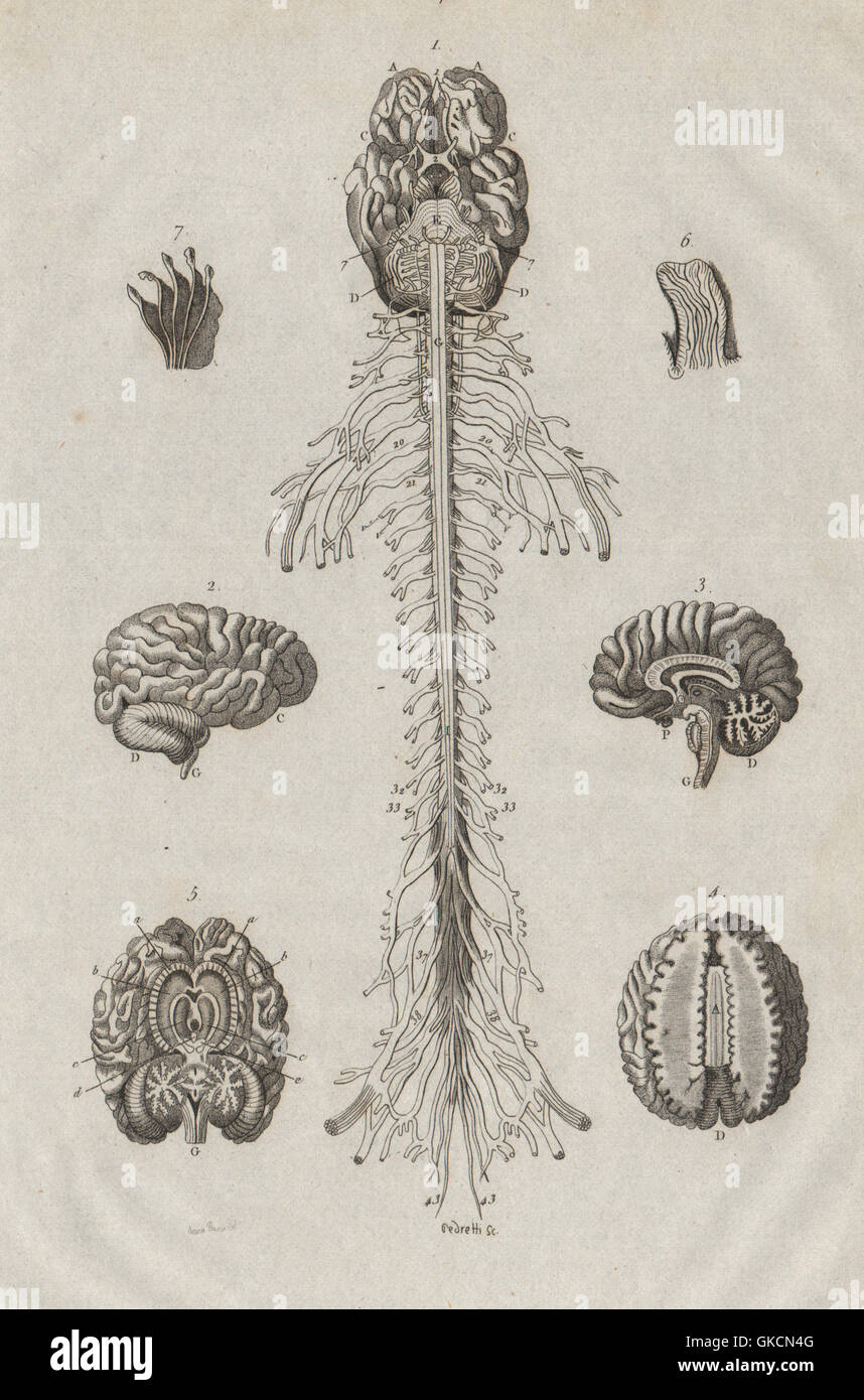 ANATOMY: Human brain and spinal cord, antique print 1834 Stock Photo ...
