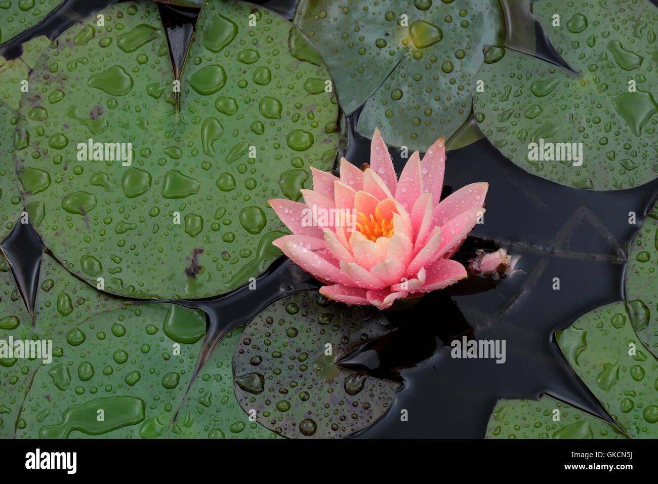 Nymphaeaceae Nymphaea isolated Stock Photo