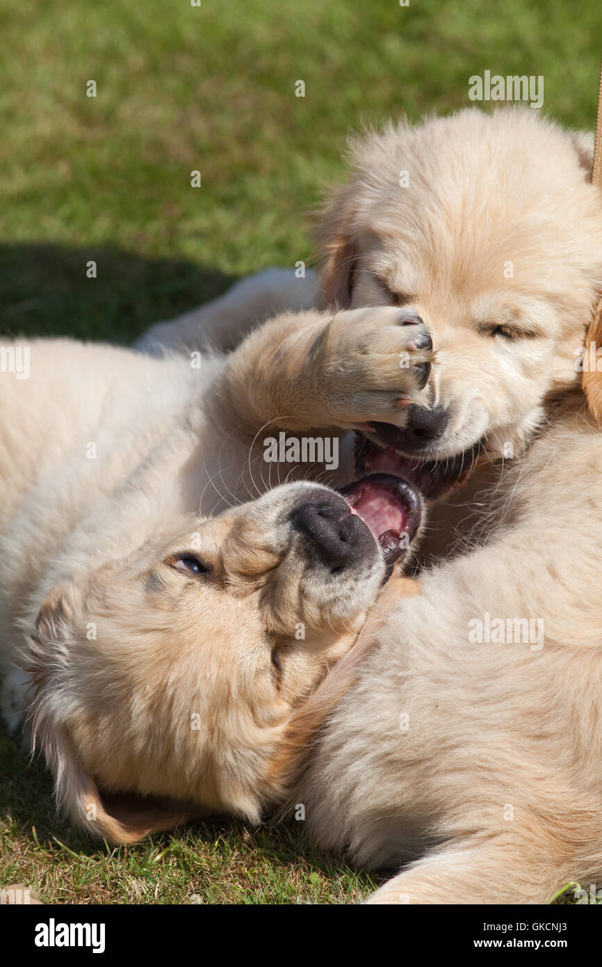 Golden Retriever Puppies (Canis lupus familiaris). Play fighting. Sibling rivalry. Stock Photo
