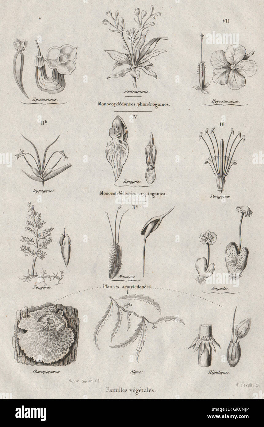 PLANT FAMILIES: Dicotyledons (Dicots). Monocotyledons (Monocots), print 1834 Stock Photo
