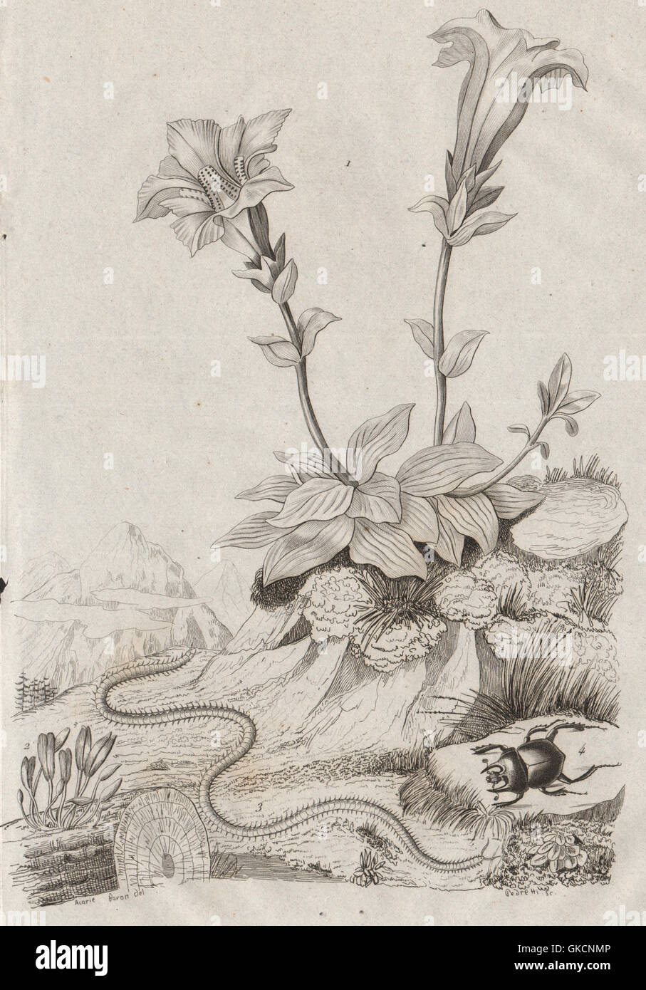 Gentianella. Geoglossum/earth tongues. Geophilus flavus/centipede.Geotrupes 1834 Stock Photo