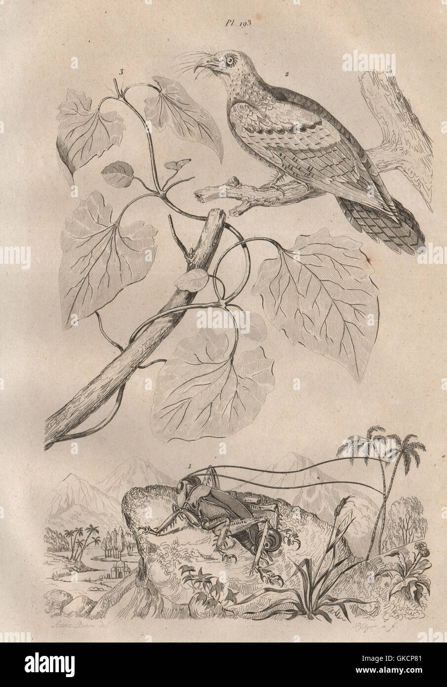 Gryllon monstrueux (Cricket). Guacharo (Oilbird). Guaco (Mikania), print 1834 Stock Photo