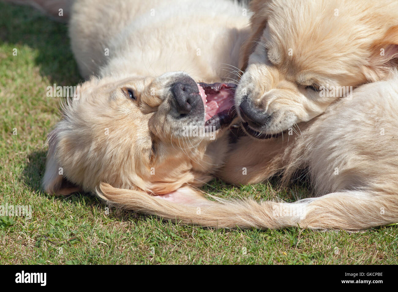 Golden Retriever Puppies. Play fighting. Sibling rivalry. (Canis lupus familiaris). Stock Photo