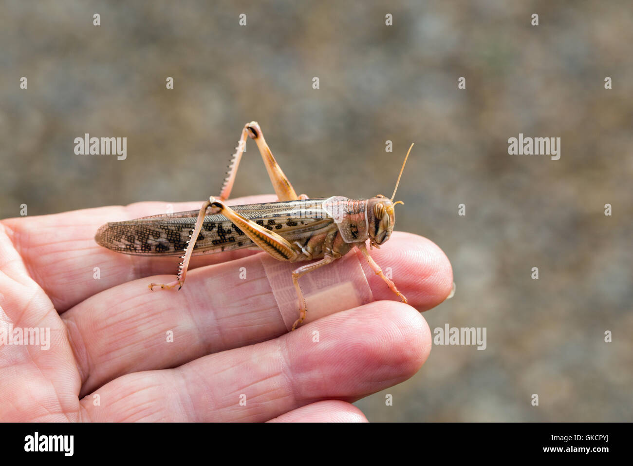 Desert Locust (Schistocerca gregaria). On the photographer's hand. Stock Photo