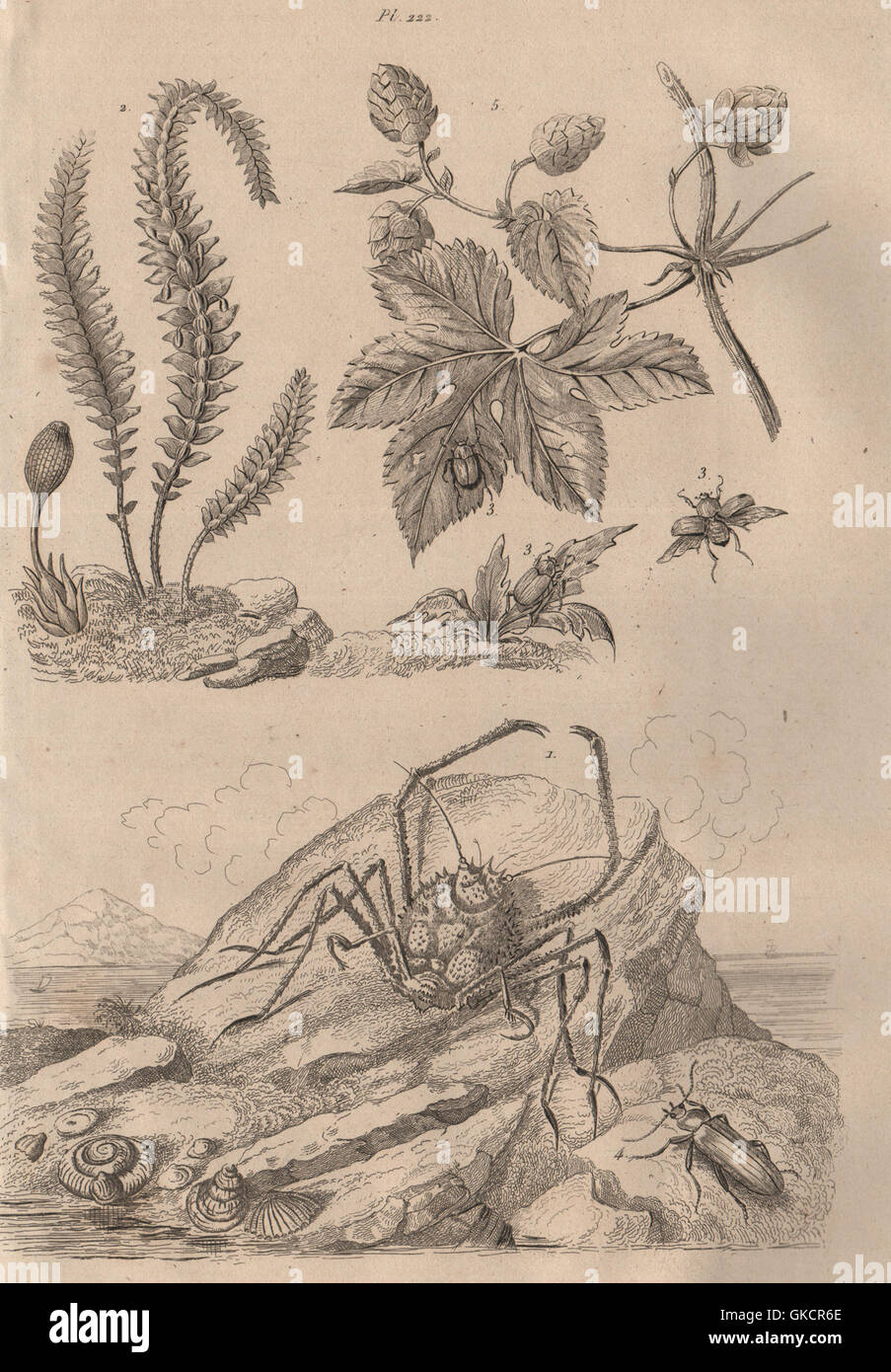Homola crab. Hookerie. Hoplia coerulea. Horia beetle. Houblon (Hop), 1834 Stock Photo