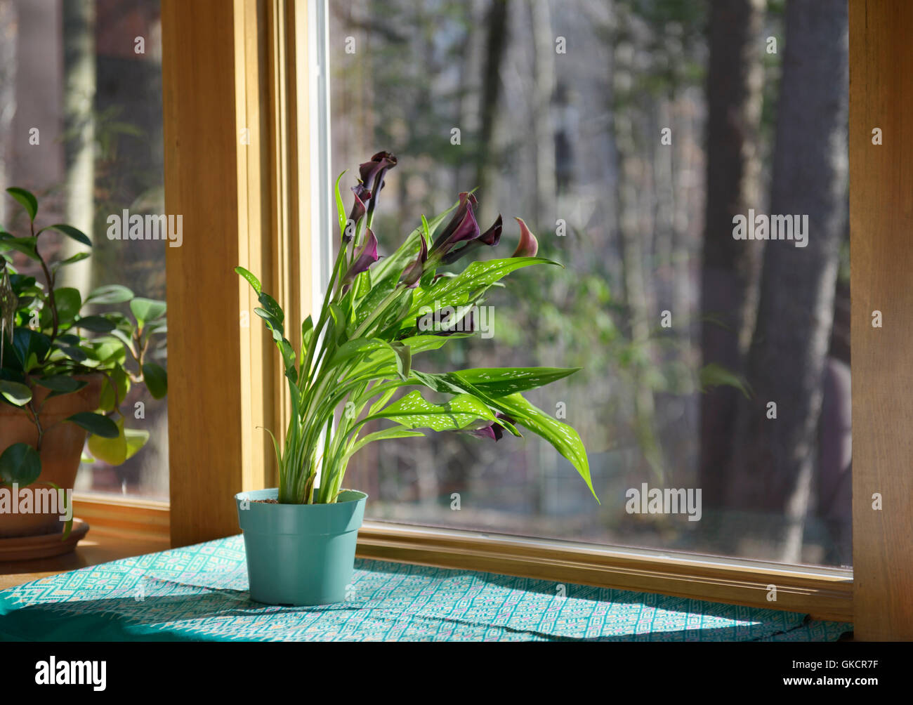 Phototropism before and after sequence with image GKCR82 Calla Lily bending towards sunlight Stock Photo