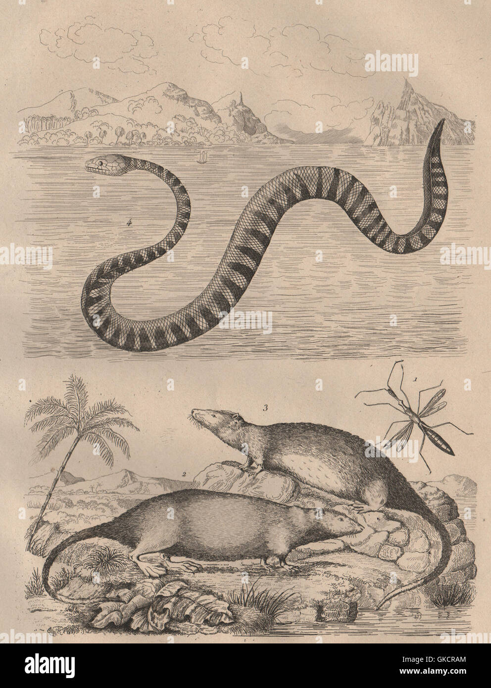 Hydrometridae (marsh treader) Hydromys (Water Rat) Hydrophiinae (sea snake) 1834 Stock Photo