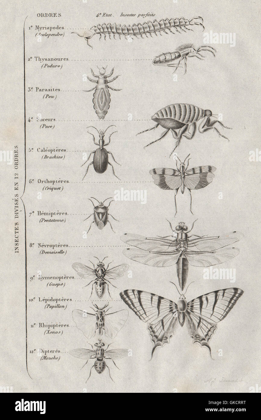 INSECT KINGDOM Insectes. 12 orders. Classification, antique print 1834