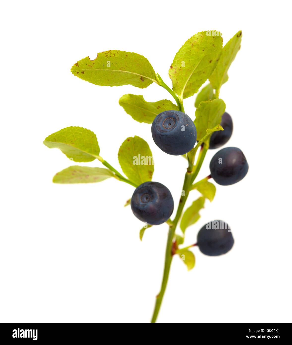 Bilberry branches with berries isolated on white background Stock Photo