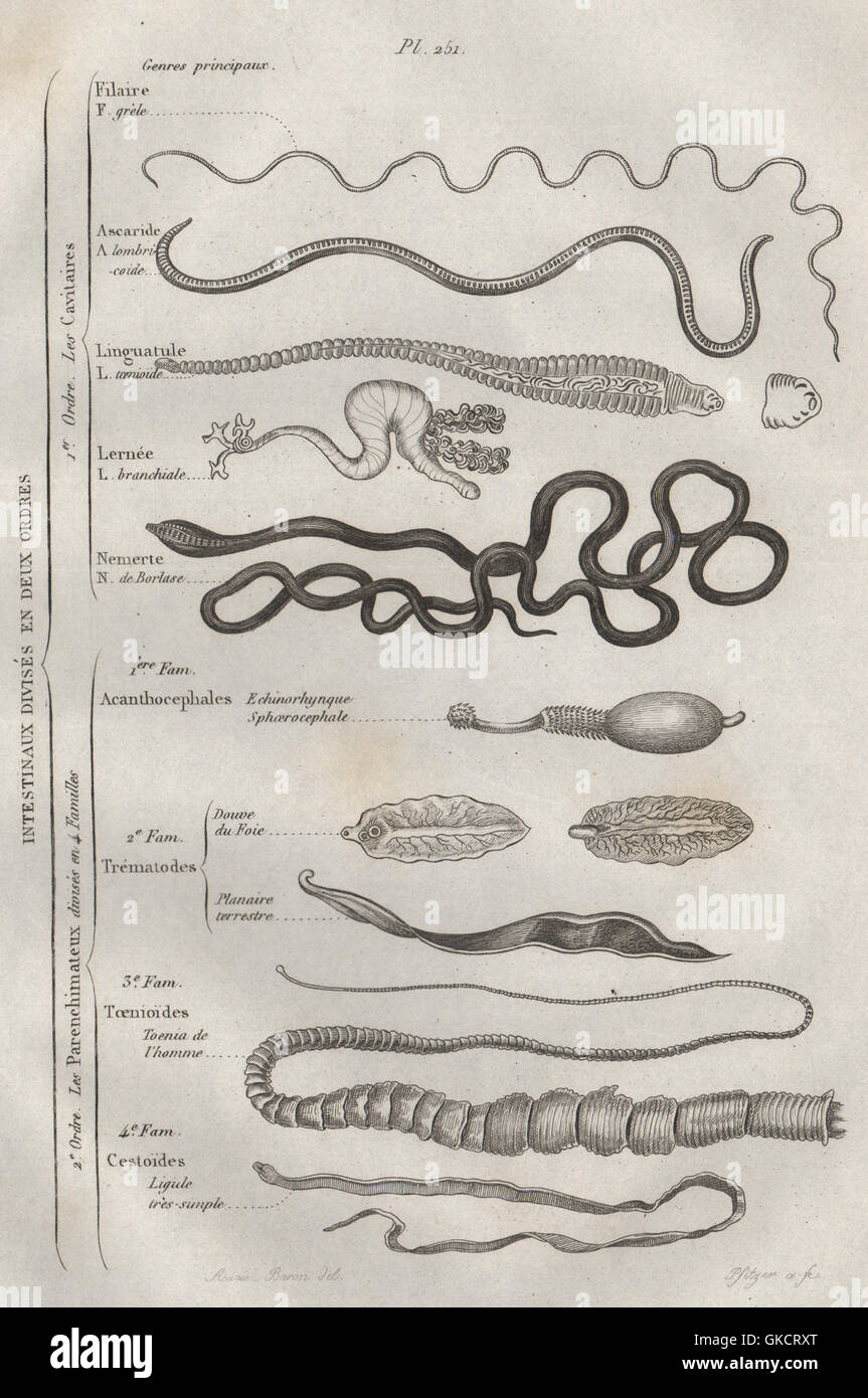 Intestinal Parasites >> Intestinal Parasites Intestinaux Intestinal 12 Orders Intestinal Parasites >> Intestinal Parasites Intestinaux Intestinal 12 Orders
