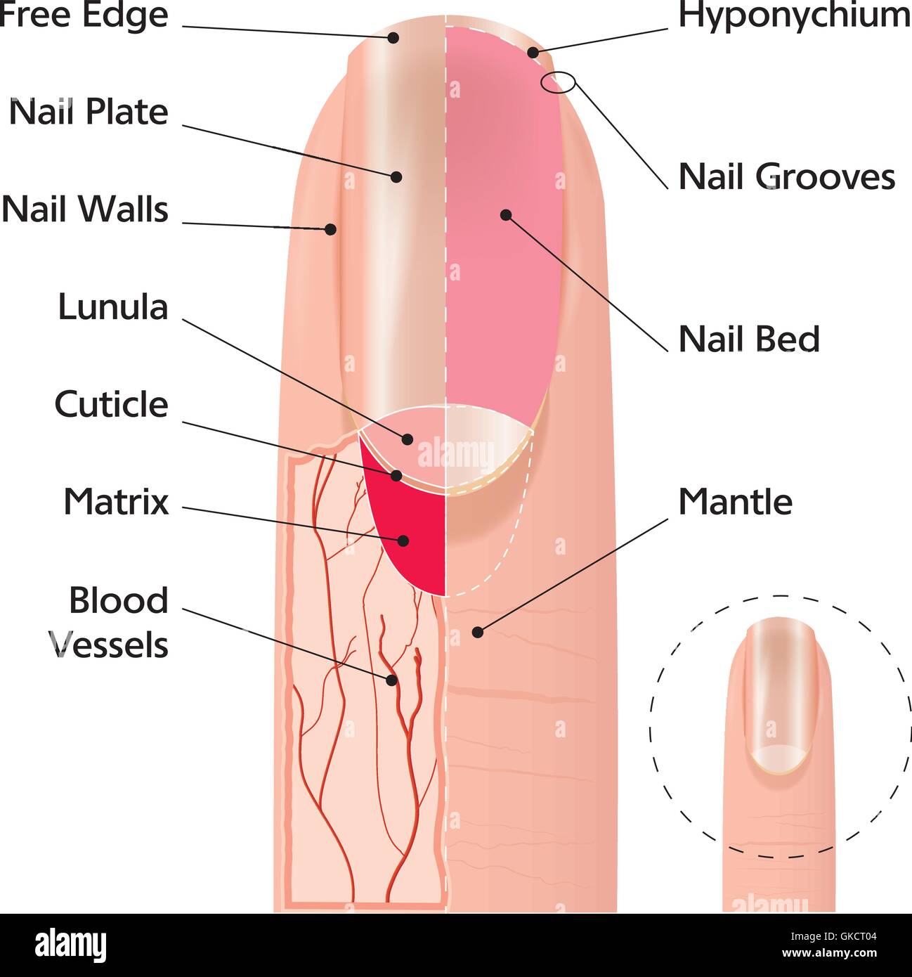 Nail Finger Anatomy Stock Illustration - Download Image Now - Fingernail,  Anatomy, Cuticle - iStock