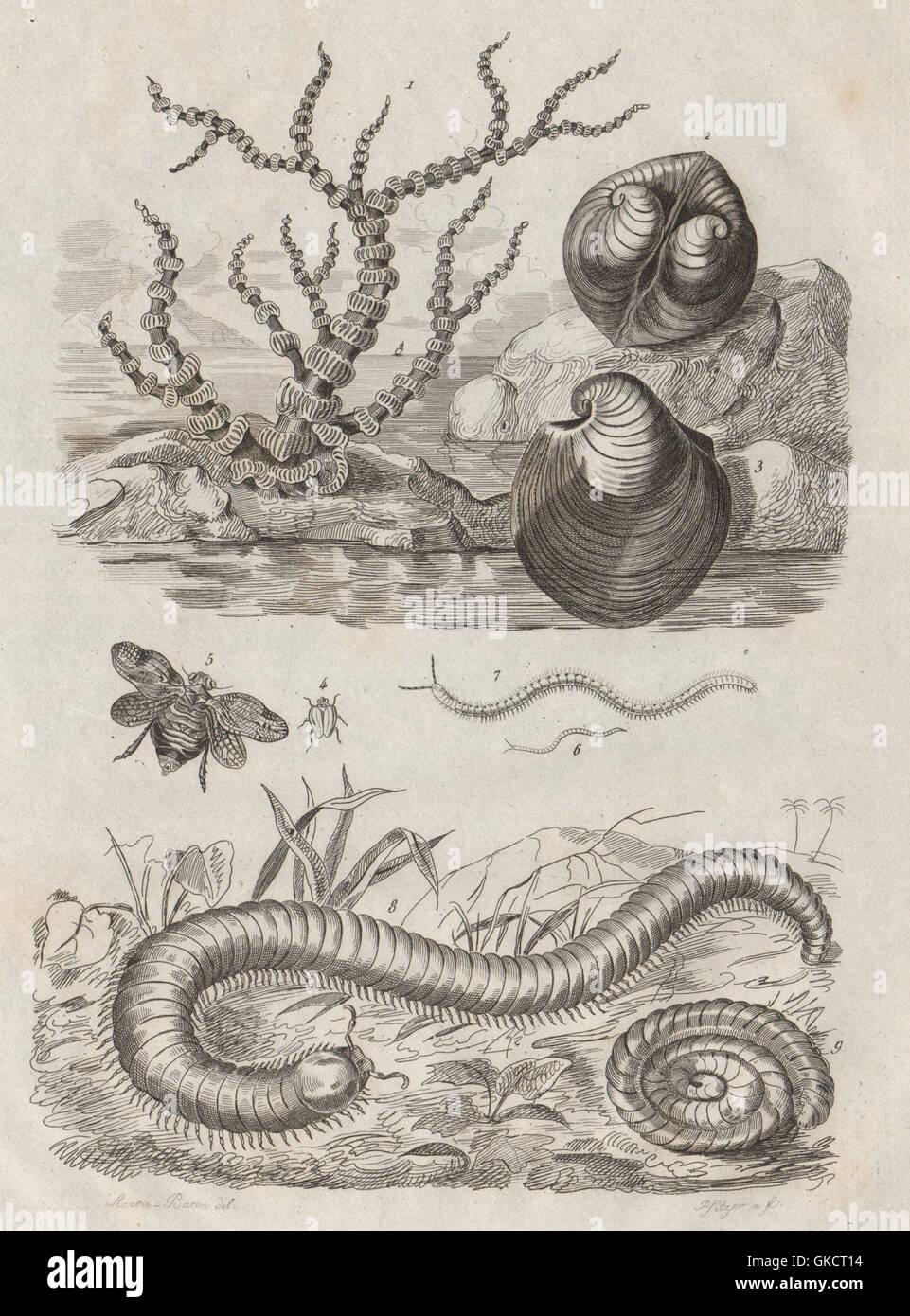 Iside. Isocarde (Glossus humanus - Oxheart Clam). Isie. Julida millipede, 1834 Stock Photo