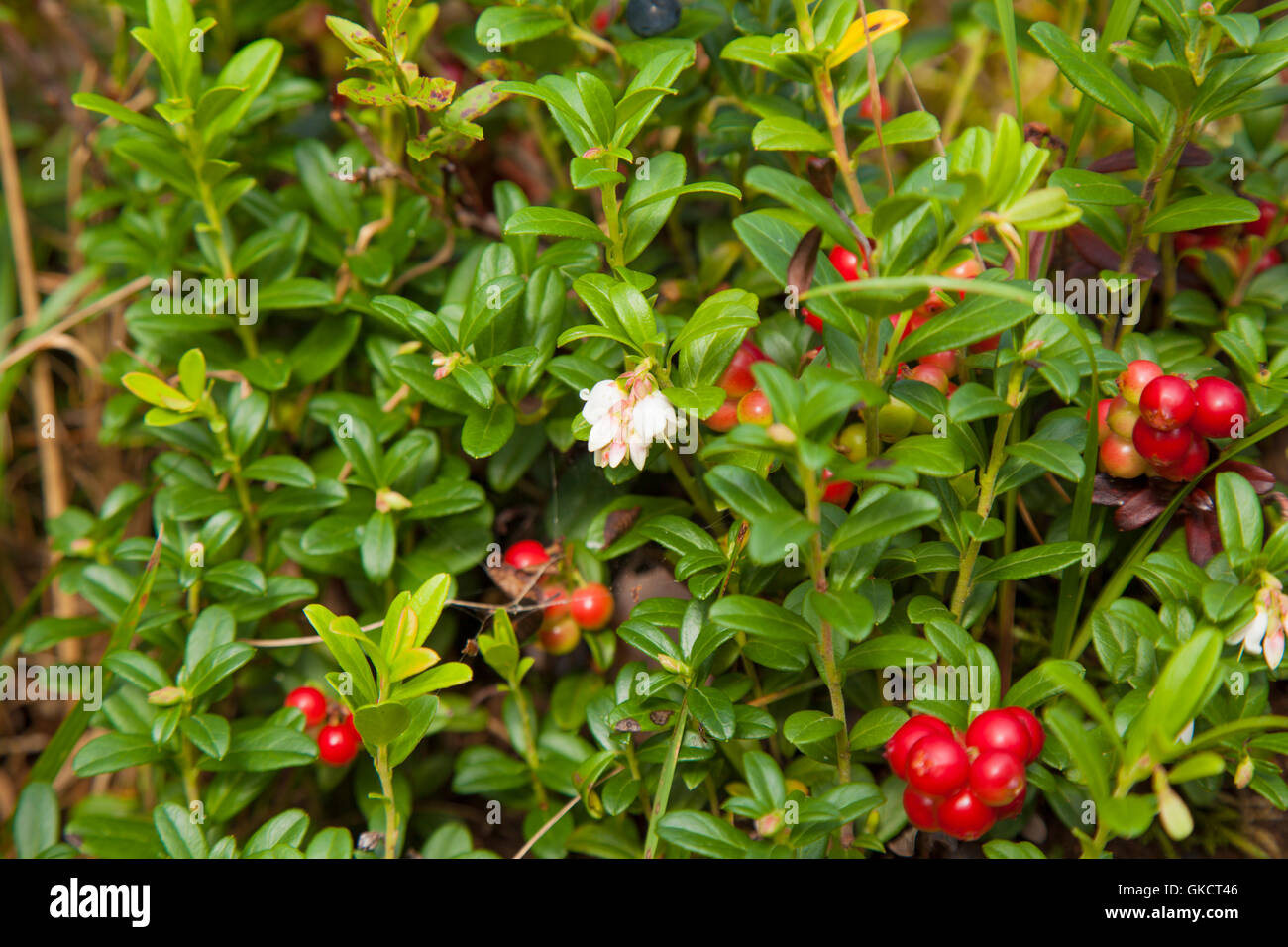 lingonberry ripening in the moss natural foraging background, some branches still flowering Stock Photo