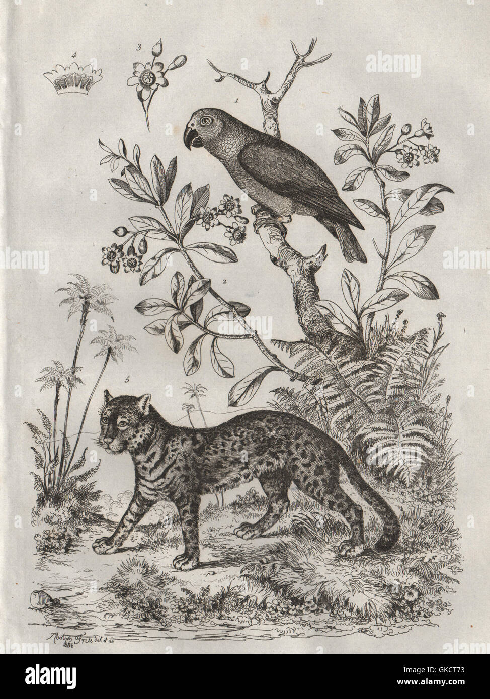 Jaco (African Grey Parrot). Jacquinia. Jaguar, antique print 1834 Stock Photo