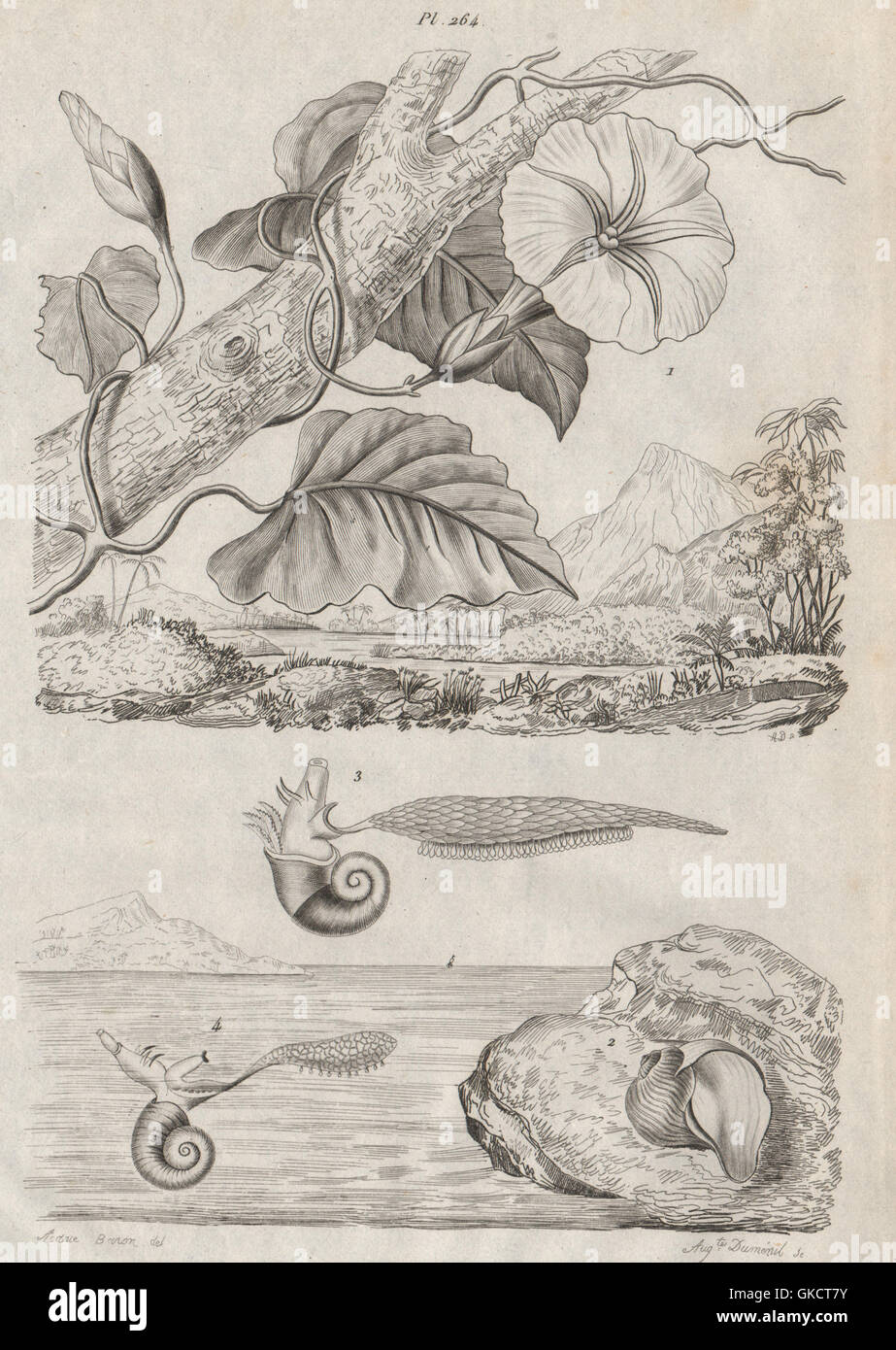 Jalap (Ipomoea purga). Janthina (Common Purple Snail), antique print 1834 Stock Photo