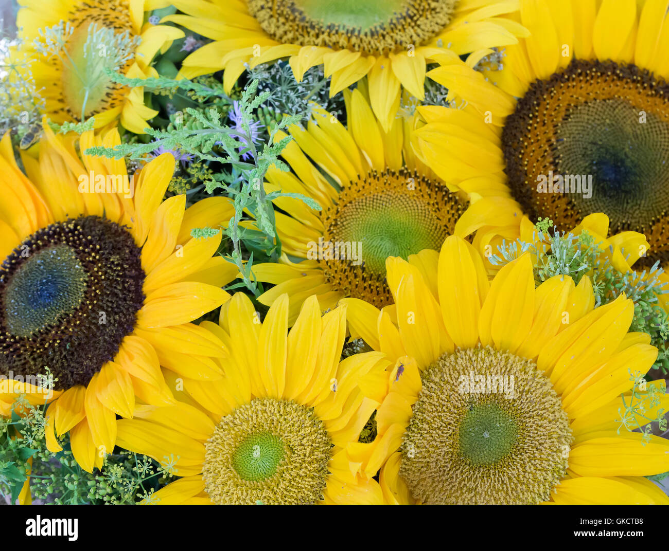 close up of sunflowers. Stock Photo