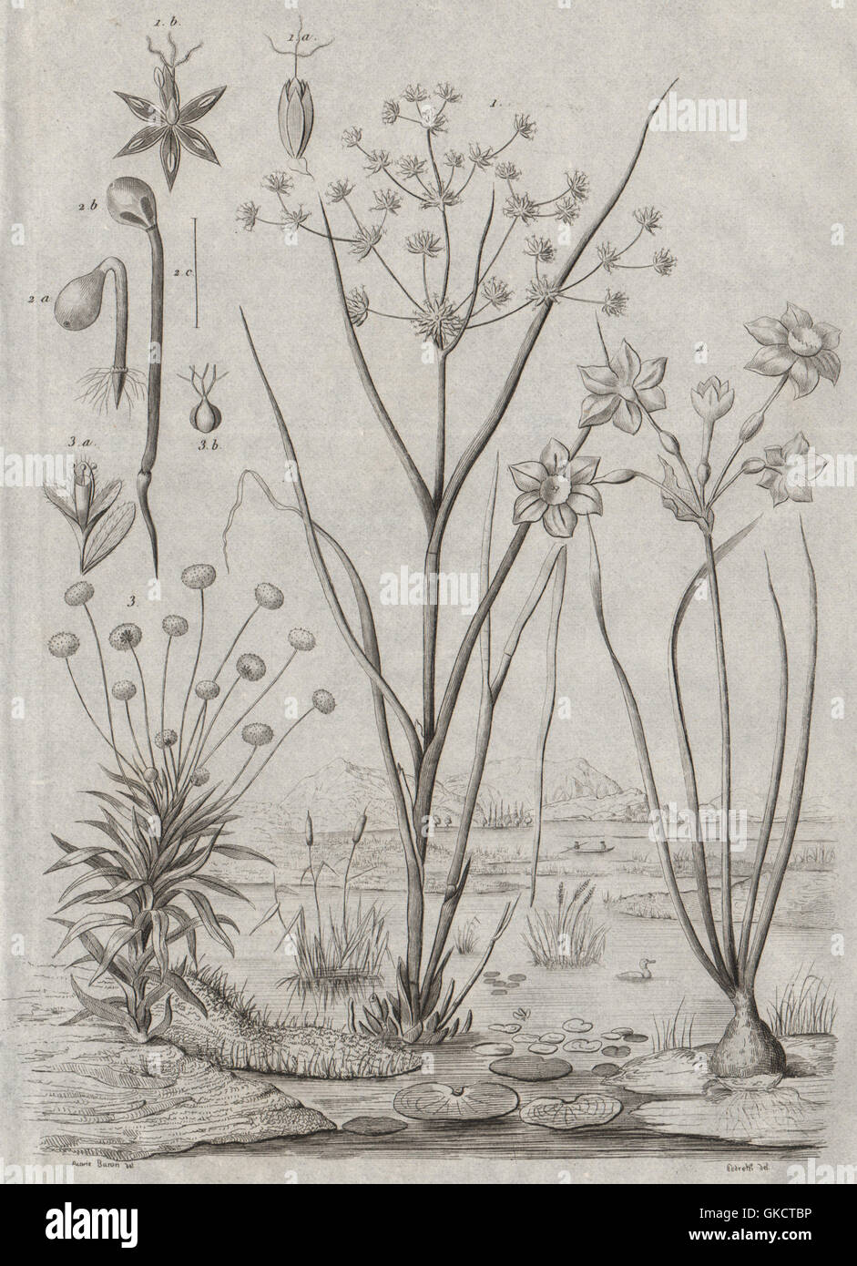 Juncus (rushes). Eriocaulon (pipewort). Joncinelle. Jonquille (Daffodil), 1834 Stock Photo