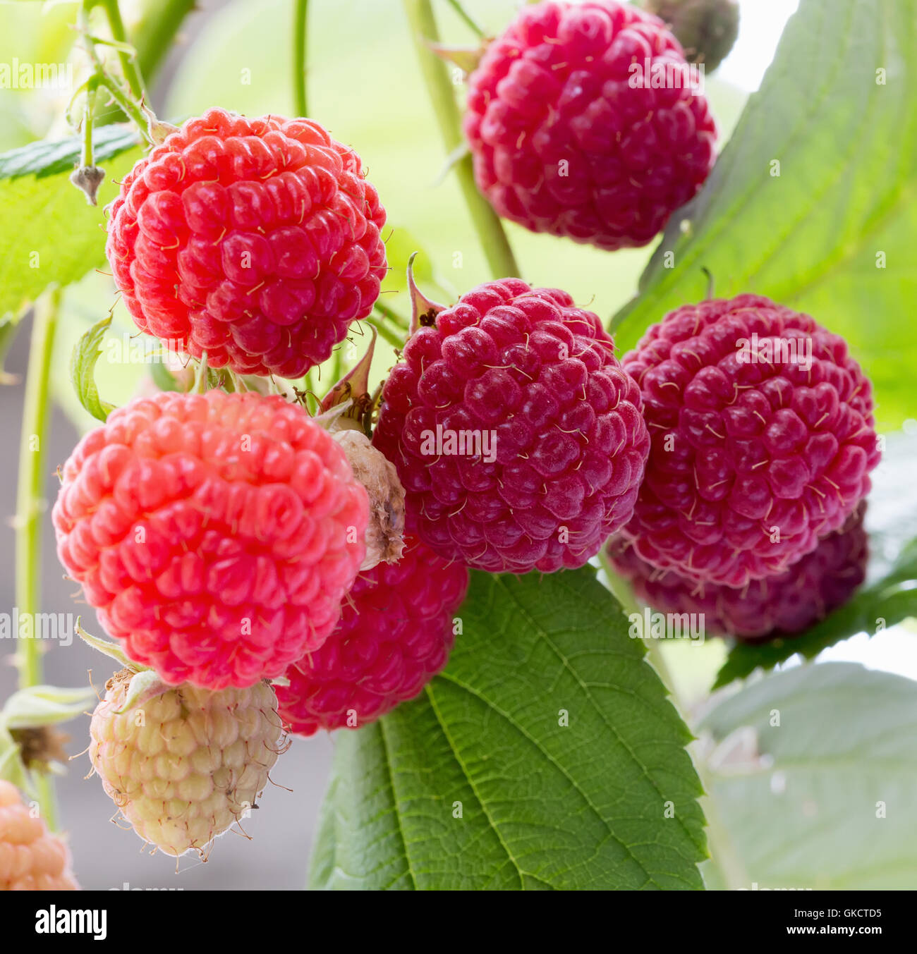 Garden fruit hi-res stock photography and images - Alamy